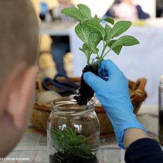 „Ogród w słoiku” - warsztaty - Chłopiec trzyma w dłoni roślinę i wkłada ją do słoika. - fot. Michał Żurowski